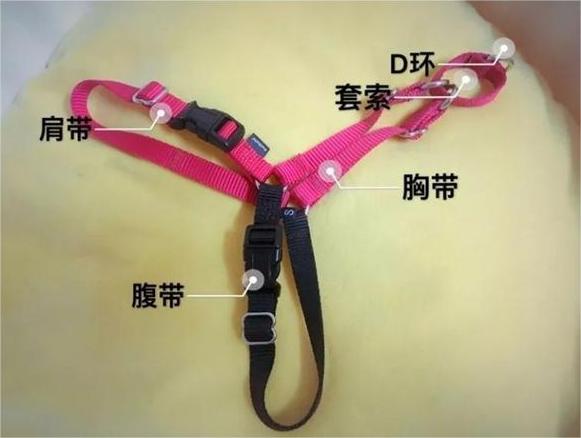 狗绳到底怎么选,遛狗不遭罪?