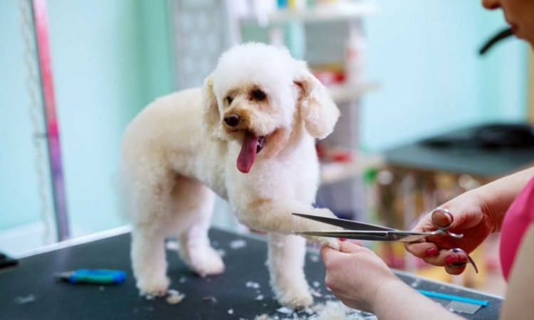 1739775218760077.jpg dog groomer2.jpg