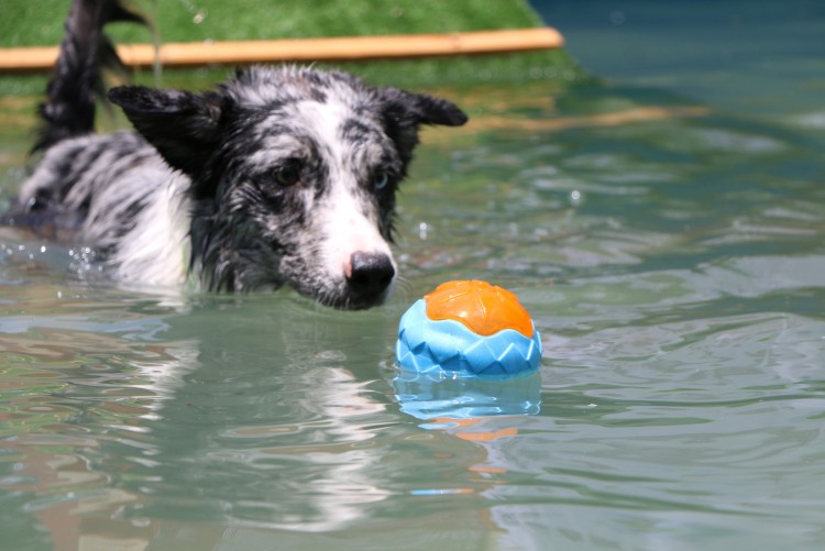 1740724884170427.jpg dog-ball.jpg