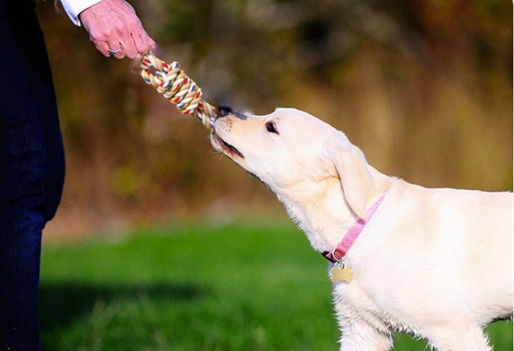 1740724929738778.jpg cotton rope.jpg