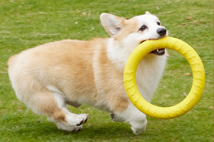 1740724978855919.jpg dog-toy-ring.jpg