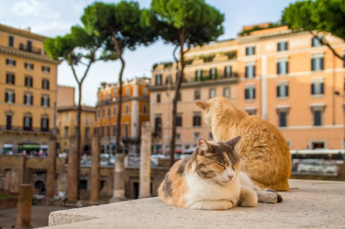 1743585691318035.png Rome stray cats.png